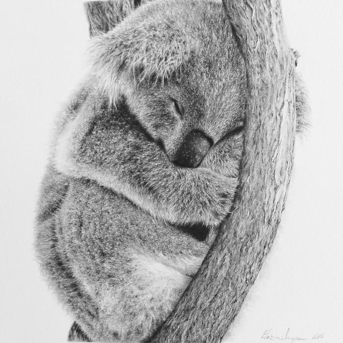 Koala by ELISSA SAMPSON. Paintings for Sale. Bluethumb Online Art Gallery